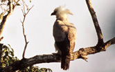 Harpia harpyja Harpy eagle im. Mato Grosso Brazil / ©: WWF-Canon / Michel GUNTHER / ©: WWF-Canon / Michel GUNTHER