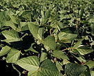Soybeans (Glycine soja) plantation Paraná, Brazil.