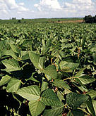 Soybeans
Glycine soja
Paraná, Brazil.
Soya or Soy beans (Glycine soja) plantation,
Paraná, ... / ©: WWF-Canon / Michel GUNTHER / ©: WWF-Canon / Michel GUNTHER
