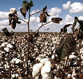 Cotton field, Mato Grosso, Brazil. / &copy;: WWF-Canon / Michel GUNTHER
