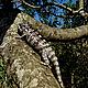 Chameleon in the tree © WWF / Seraphine Wegner