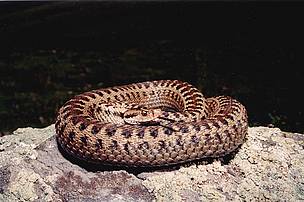 Darevsky's Viper (Vipera darevskii)