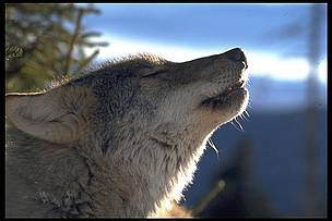 Carpathian wolf. / ©: B&C Promberger / ©: B&C Promberger
