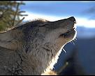 Carpathian wolf.