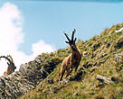 Bezoar goat. WWF Caucasus PO