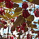 The pink flower tree © WWF / Seraphine Wegner