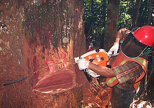 El manejo forestal sostenible se viene convirtiendo en una oportunidad para conservar el bosque y ... / ©: WWF / ©: WWF