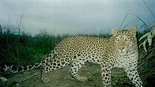 Leopard captured by a camera trap. Babai Valley, Bardia National Park, Nepal. / ©: WWF Nepal Leopard captured by a camera trap. Babai Valley, Bardia National Park, Nepal. / ©: WWF Nepal
