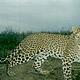 Leopard captured by a camera trap. Babai Valley, Bardia National Park, Nepal. © WWF Nepal