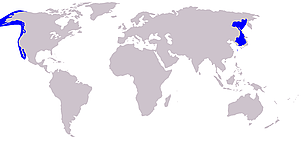 Gray whale distribution (in blue). / ©: Wikipedia Gray whale distribution. / ©: Wikipedia