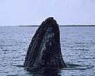 Gray whale (<I>Eschrictius robustus</I>)