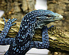 Monitor lizard (Varanus macraei), Papua New Guinea. The most striking new reptiles identified in New Guinea in the last decade are the three new monitor lizards discovered on tiny islands off the Vogelkop (Birds Head) Peninsula of Papua in Indonesia. Varanus macraei, found on the island of Batanta and described in 2001, is one of the most spectacular reptile discoveries anywhere. Capable of reaching a metre in length, this beautiful species is black with a mesmerising pattern of turquoise and blue.