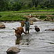 Rivers usually aren’t an obstacle to Malagasy men and zebus © WWF / Alicia Fernández Rubio