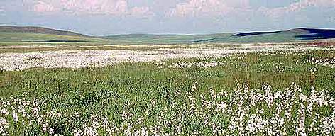 Moorland in the Daurian Steppe Mongolia. / ©: WWF-Canon / Hartmut JUNGIUS Moorland in the Daurian Steppe Mongolia. rel=