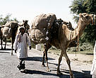 Camels transport cotton in Faisalabad, Pakistan. Sustainable cotton, produced using less water and pesticides is now expected to reach global markets next year.