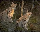 The lynx could be protected on European level by Natura 2000