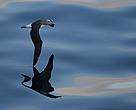 A Salvin's albatross(<i>Thalassarche salvini</i>), taken between Dunedin & Timaru, on the east-coast of New Zealand's Southern Island
