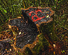 Rose wood tree stump in Marojejy National Park, Madagascar