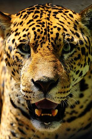 Yaguarete / &copy;: Fernando Allen