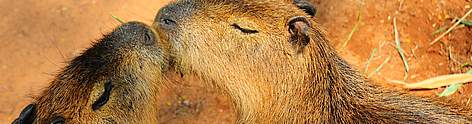 Capibara / &copy;: Fernando Allen