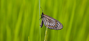 The great diversity of Himalayan flora and fauna is a result of the incredible range of bioclimatic ... / ©: WWF / Seth JACKSON / ©: WWF / Seth JACKSON