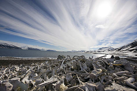Whale bones on the shore, Spitsbergen (Svalbard) Arctic Archipelago, Norway. Any loss or drastic ... / ©: Sindre Kinnerød rel=