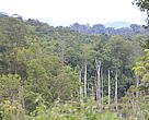 Forest in Khamkeut District, Bpolikhamxay Provine, Laos