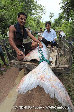 Mekong+river+catfish