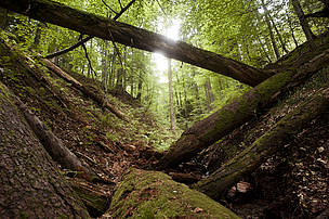 Virgin forests have survived because of their inaccessibility and the low economic value of the wood coming from the old trees.