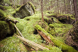 Virgin or old growth forests are untouched by humans, the last places where nature survives in its pure state.