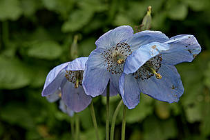 Blue Poppy - National Flower of Bhutan / ©: WWF Bhutan / ©: WWF Bhutan