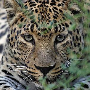 / &copy;: WWF Russia / Vasilii Solkin
