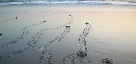  / &copy;: WWF/ Gabriel FRANCIA