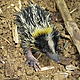 A baby Sora © WWF / Manora Leneveu