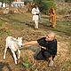 A calf owned by Mr Ram Pratab's family, Induk village, Sariska © WWF / Melissa Wheeler