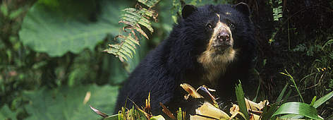 Oso de anteojos (Tremarctos ornatus), la única especie de oso sudamericana. / ©: WWF-Canon / EDWARD PARKER / ©: WWF-Canon / EDWARD PARKER