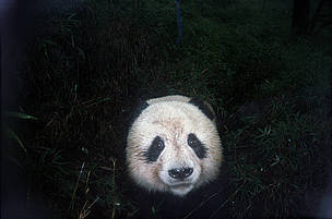 A curious panda is snapped by an infrared camera trap. / ©: WWF A curious panda is snapped by an infrared camera trap. / ©: WWF
