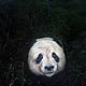 A curious panda is snapped by an infrared camera trap. © WWF