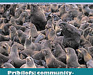 Arctic Bulletin No.1/03