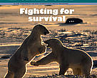 Cover of December issue of the Arctic Bulletin, published by the WWF International Arctic Programme
