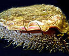 South African abalone (<I>Haliotis midae</I>).