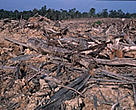 Banda Aceh forests in ruin following the tsunami.