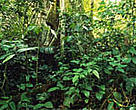 Tropical rain forest, Acre State, Brazil.<BR>