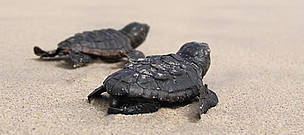  / &copy;: WWF / Dr Lucy Hawkes