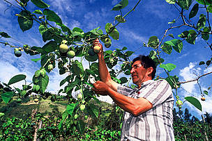 Mr. Carranza picking up sweet passion fruits (organically grown) from his orchard, which is develops under sustainable agriculture concepts. Semillas Natural Reserve, Central Andes, Colombia. Northern Andes Ecoregional Programme.