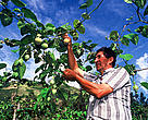 Mr. Carranza picking up sweet passion fruits (organically grown) from his orchard, which is develops under sustainable agriculture concepts. Semillas Natural Reserve, Central Andes, Colombia. Northern Andes Ecoregional Programme.