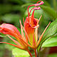 &copy; Royal Botanic Garden Edinburgh