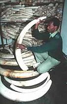 African elephant (Loxodonta africana) ivory confiscated from poachers. / &copy;: WWF-Canon / Martin HARVEY