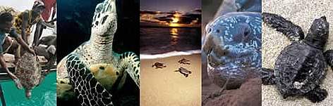 A Green turtle, accidentally caught in fishing gear, is released into the Indian Ocean by fishermen ... / ©: WWF-Canon / Peter DENTON A Green turtle, accidentally caught in fishing gear, is released into the Indian Ocean by fishermen ... rel=