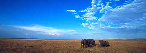 African elephant (Loxodonta africana) family group crossing the Masai Mara savanna, Kenya / ©: WWF-Canon / Martin HARVEY African elephant (Loxodonta africana) family group crossing the Masai Mara savanna, Kenya rel=